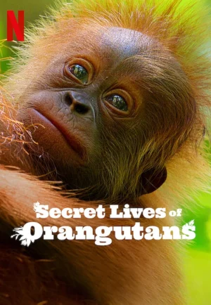 ดูหนัง Secret Lives of Orangutans (2024) ชีวิตลับอุรังอุตัง (เต็มเรื่อง)